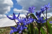 03 Belle fioriture di Scilla bifolia azzurre sul bianco della neve 